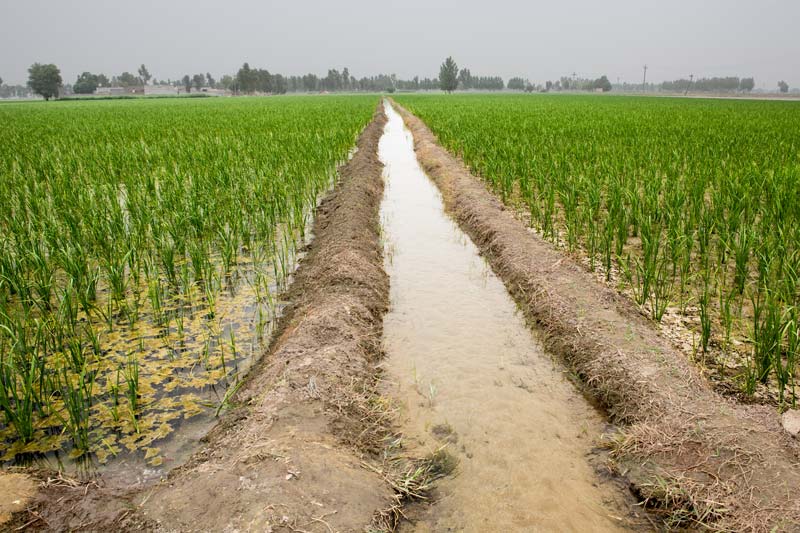 A water channel in paddy fields fed by an irrigation canal in Fazilka district, Punjab. An efficient canal system enabled Punjab to become the granary of India and the nucleus of Green Revolution